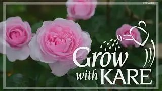 Grow with KARE: A guide to growing roses in Minnesota