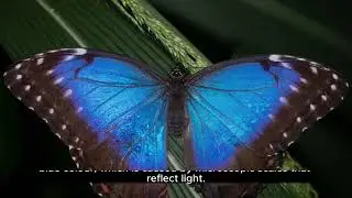 Blue Morpho Butterfly Morpho menelaus