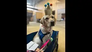 ICAN Dog Spotlight: Crunchee