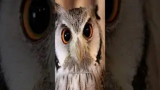 Sensory Marvels: How Animals See the World  #sorts #animalvision