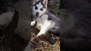 Husky & Alpha #funnydogs  #cutehusky #siberianhusky #хаски #funny #dog #trending #tiktok