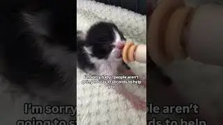 Please stay and watch so I can afford my baby's FIV treatment Link in our bio to donate #help #kitty