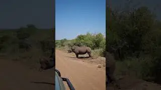Great capture of a rhino bull marking his territory.#reels #trending #ytshorts #viralshorts