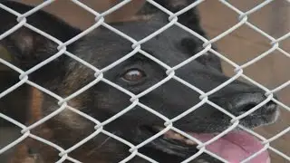 Fate of retiring Albuquerque Police K-9 changes after backlash