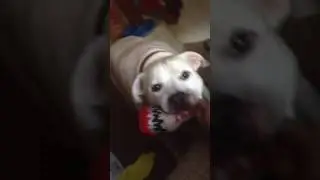 Budda having little fun with his Raw rolling paper dog toy