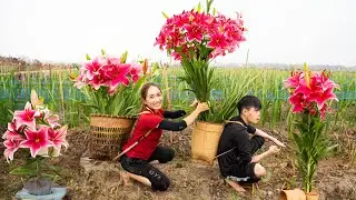 Harvest Gladiolus| A type Of Flower That Is Very Beautiful When It Blooms - Goes To The Market Sell