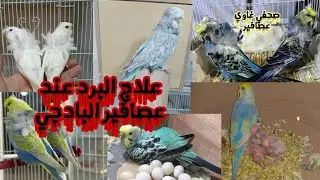 علاج البرد عند البادجي
