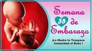❤️ SEMANA 35 DE EMBARAZO🤰 ❤️ ⏩ EMBARAZO SEMANA A SEMANA ⏩ Desarrollo y Evolución del Bebé 👶🏻