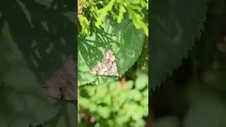 A strikingly marked Treble-bar moth on an Elder leaf