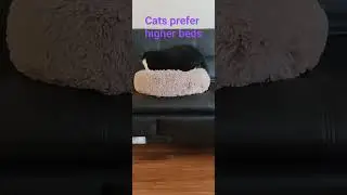 In general, #cats do prefer higher beds #zorrothecat  too #mycat #猫喜欢高
