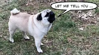 Cute Funny Pug talking to owner