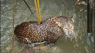 Trapped Leopard Rescued from a 70-Ft Deep Well in Maharashtra