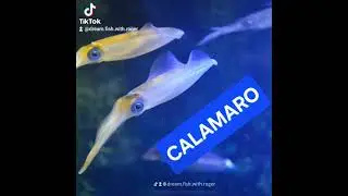 Top esche per la Ricciola...!!!       #youtuber #angler #fish #ricciola #youtubeshorts  #fishing