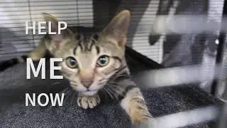Change a life this holiday season: iAdopt for the Holidays 2021
