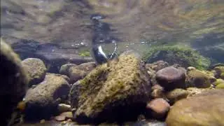 Irish Dippers (Cinclus cinclus hibernicus)