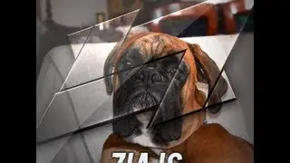 jaked bai ziajs dog