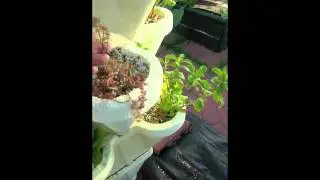 Kate's Hydro-Stacker Veggie Garden #3