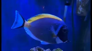 Powder Blue Tangs are Ich Magnets.