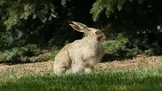 Are Astilbe Plants Safe from Rabbit Damage?