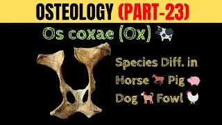 Тазобедренные кости (OS Coxae) быка | Видовые различия у лошади, свиньи, собаки и домашней птицы ...