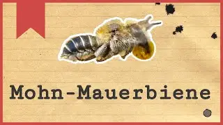 Die Mohn-Mauerbiene - Kurz vorgestellt - 2 Fakten &uuml;ber die Wildbiene