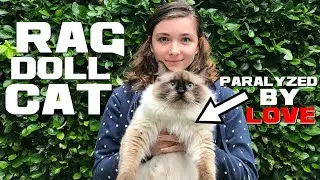 Ragdoll Cat Facts - The Docile Doll - Animal a Day R Week