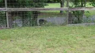 Lindel Shepherds Stella and Gunner