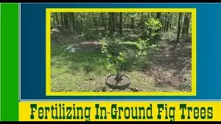 Fertilizing In-Ground Fig Trees In Spring