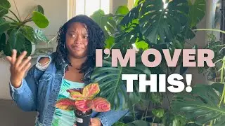 PLANT HAUL & ROOT ROT RESCUE MISSION | Monstera Thai has rot and I am annoyed