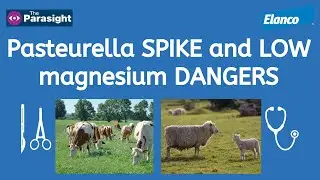 Pasteurella in sheep and magnesium in cattle