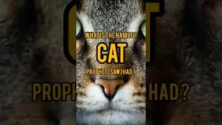 what is the name of cat prophet (saw) had⁉️💢 #islam #islamicdawah #islamicvideo #shortsviral #shorts
