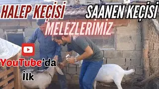 HALEP KE&Ccedil;İSİ SAANEN KE&Ccedil;İSİ MELEZLEME | Halep Saanen Melezi | Halep Mi Saanen Mi ?Yavrular Kime &Ccedil;ekti