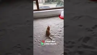 No more litter box for your cats.  Litter room/house better 🤣 #catshorts