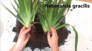How to propagate and divide your Neomaria gracilis (walking iris) plants.