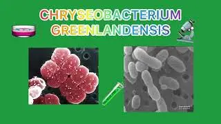 CHRYSEOBACTERIUM GREENLANDENSIS