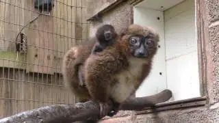Red Bellied Lemurs, Shaldon Zoo (1st April 2017)