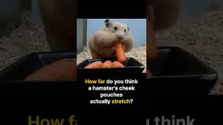 How DEEP do hamster cheeks actually go? 🐹