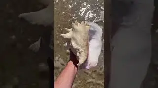 Rare queen conch!