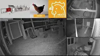 Meaty Cluckers Live Streaming Animal Camera | Watch the girls cluck live on cam 24/7