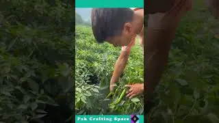 The Process Of Breaking Chilis
