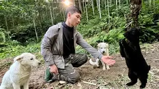 Off-Grid Life With My Dogs  Rescuing an Abandoned Goat in the Fores