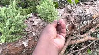 As diferen&ccedil;as entre os pinhos jack pine, fir, e spruce. No Canad&aacute; 🇨🇦