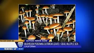California Officials Warn Foragers After Deadly Wild Mushroom Poisonings