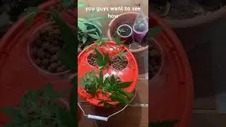 CHEAP DIY hydroponic Cloner #diygarden #cannabiseducation #cannabis