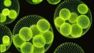 #Thallus organisation of chlorophyceae 