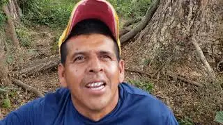 arbol de chilamate