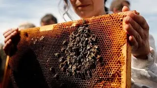 Honey harvest expected to decline dramatically in France