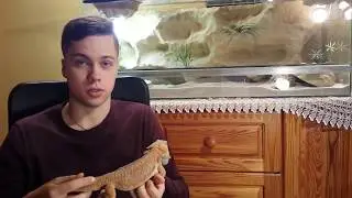 NIK&TOM#29 Agama brodata ( Pogona vitticeps ) - podstawowe informacje dla początkujących.