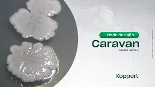 Modo de a&ccedil;&atilde;o Caravan (Bacillus pumilus)
