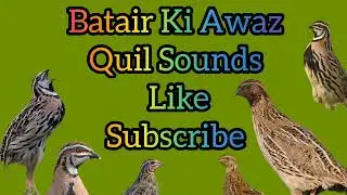 Batair Ki Awaz Quail sounds like 2025